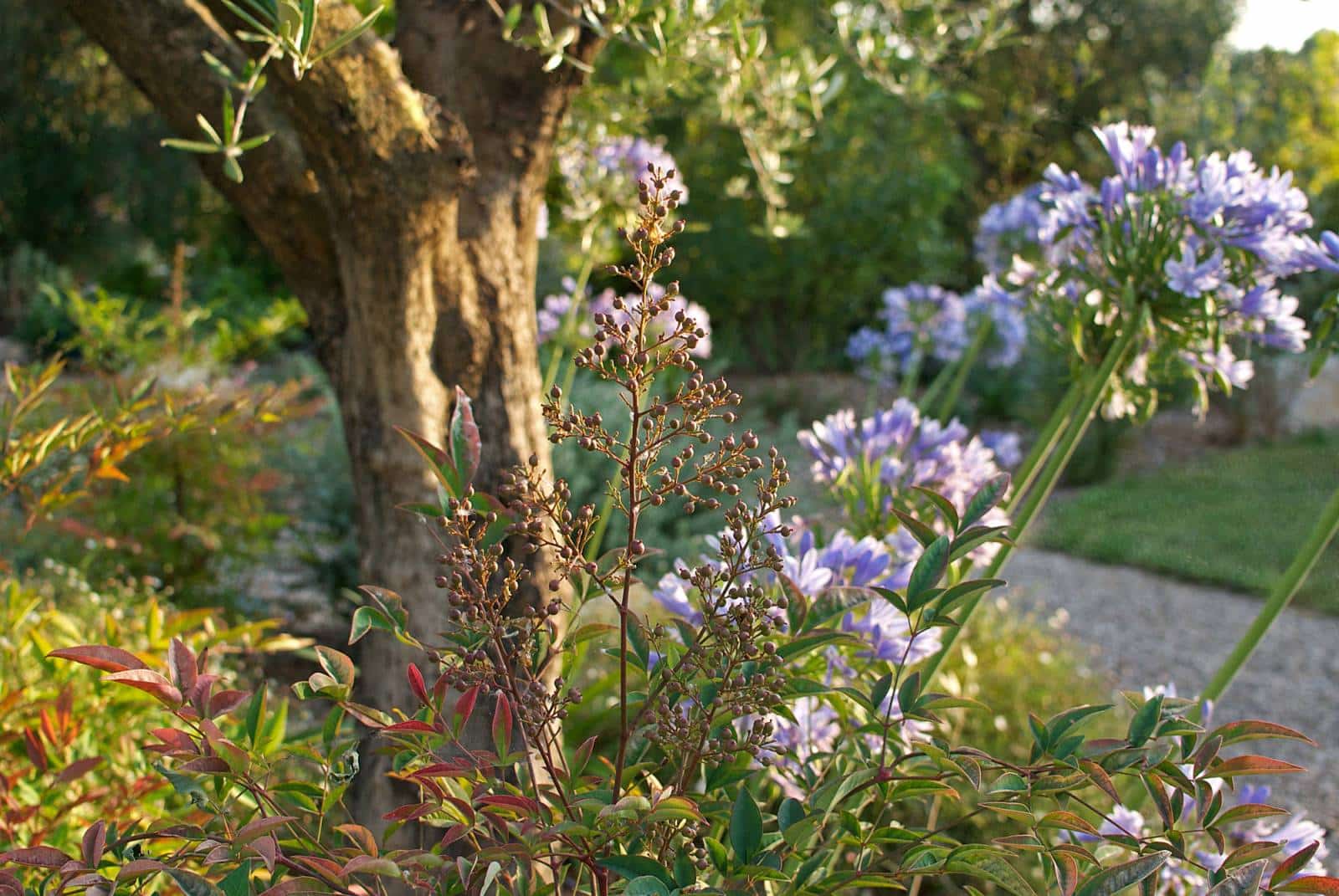 Jardin ensoleillé avec tronc d'olivier, arbuste à baies, feuilles rouges et Agapanthus violettes près d'un sentier de gravier.